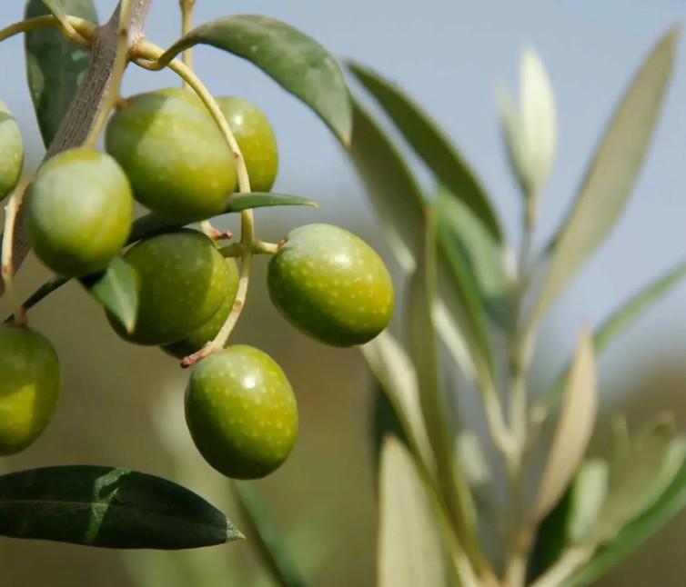 Picholine Marocaine olive branch closeup